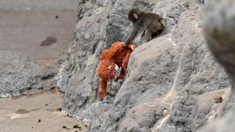 De meme viral a videojuego: 'Punch the Monkey' desafía la noción de 'juegos sin alma'